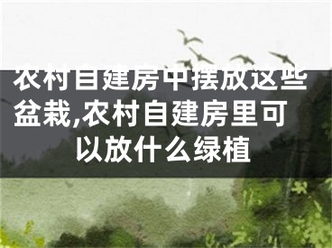 农村自建房中摆放这些盆栽,农村自建房里可以放什么绿植