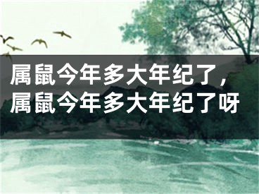 属鼠今年多大年纪了，属鼠今年多大年纪了呀