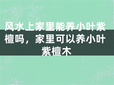风水上家里能养小叶紫檀吗，家里可以养小叶紫檀木