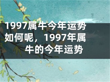 1997属牛今年运势如何呢，1997年属牛的今年运势