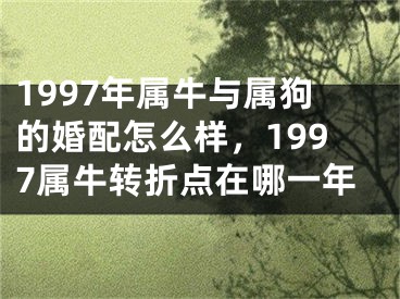 1997年属牛与属狗的婚配怎么样，1997属牛转折点在哪一年