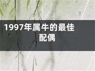 1997年属牛的最佳配偶