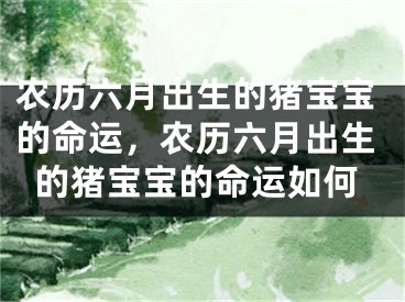 农历六月出生的猪宝宝的命运，农历六月出生的猪宝宝的命运如何