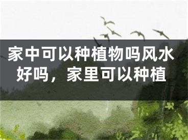 家中可以种植物吗风水好吗，家里可以种植