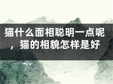 猫什么面相聪明一点呢,猫的相貌怎样是好