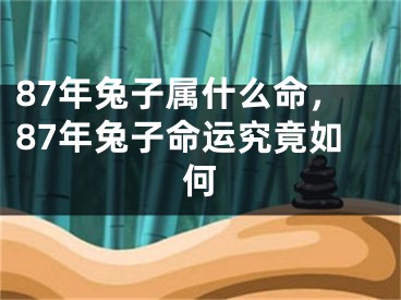 87年兔子属什么命，87年兔子命运究竟如何