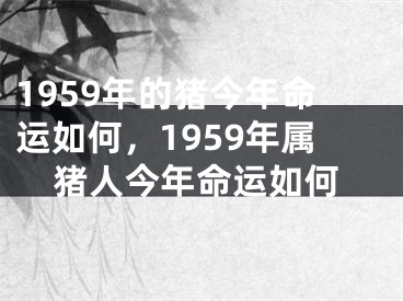 1959年的猪今年命运如何，1959年属猪人今年命运如何