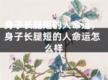 身子长腿短的人命运，身子长腿短的人命运怎么样