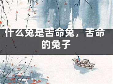 什么兔是苦命兔，苦命的兔子