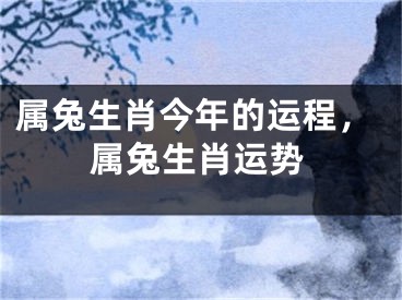 属兔生肖今年的运程,属兔生肖运势