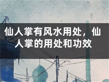 仙人掌有风水用处,仙人掌的用处和功效