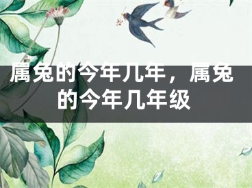属兔的今年几年,属兔的今年几年级