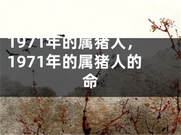 1971年的属猪人,1971年的属猪人的命