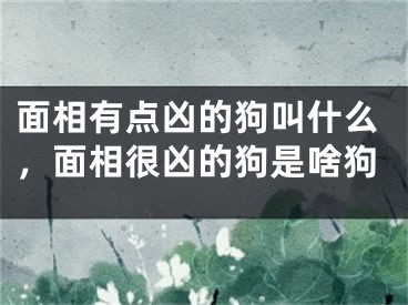 面相有点凶的狗叫什么,面相很凶的狗是啥狗