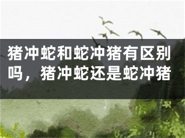猪冲蛇和蛇冲猪有区别吗，猪冲蛇还是蛇冲猪