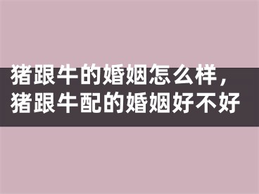 猪跟牛的婚姻怎么样,猪跟牛配的婚姻好不好