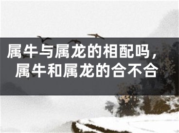 属牛与属龙的相配吗,属牛和属龙的合不合