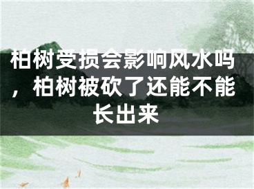 柏树受损会影响风水吗，柏树被砍了还能不能长出来