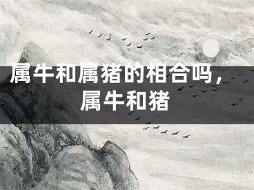 属牛和属猪的相合吗,属牛和猪
