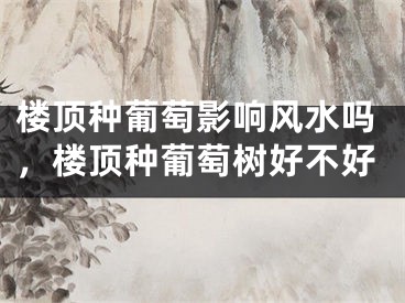 楼顶种葡萄影响风水吗，楼顶种葡萄树好不好
