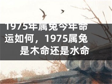 1975年属兔今年命运如何，1975属兔是木命还是水命