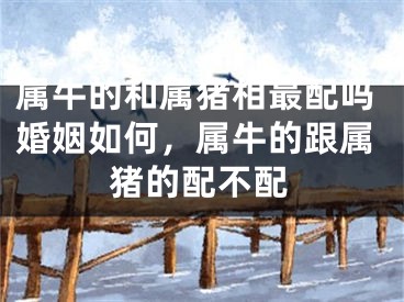 属牛的和属猪相最配吗婚姻如何,属牛的跟属猪的配不配