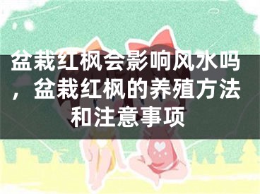盆栽红枫会影响风水吗，盆栽红枫的养殖方法和注意事项