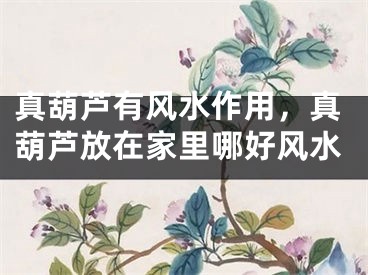 真葫芦有风水作用,真葫芦放在家里哪好风水