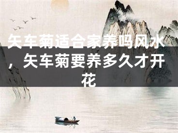 矢车菊适合家养吗风水，矢车菊要养多久才开花