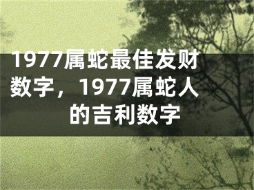 1977属蛇最佳发财数字，1977属蛇人的吉利数字