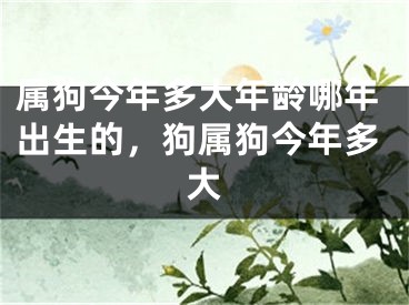 属狗今年多大年龄哪年出生的,狗属狗今年多大