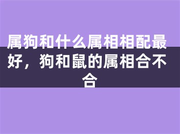 属狗和什么属相相配最好,狗和鼠的属相合不合
