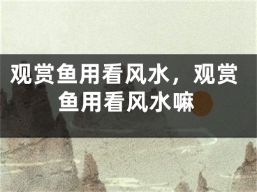 观赏鱼用看风水，观赏鱼用看风水嘛