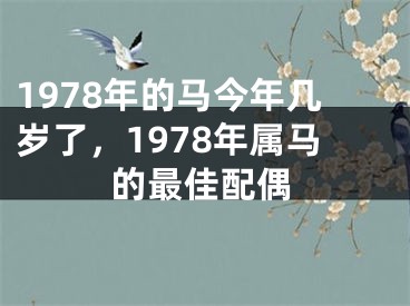 1978年的马今年几岁了，1978年属马的最佳配偶