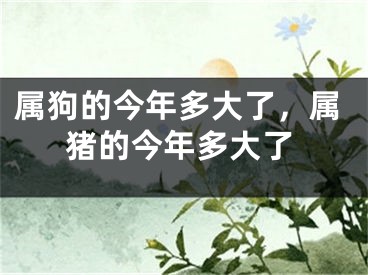 属狗的今年多大了,属猪的今年多大了