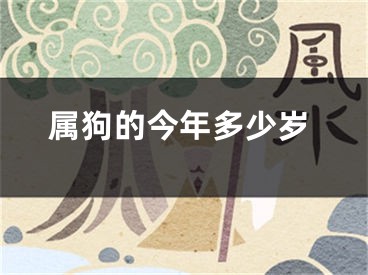 属狗的今年多少岁