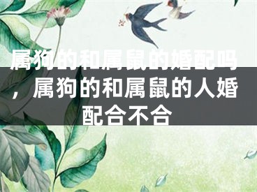 属狗的和属鼠的婚配吗,属狗的和属鼠的人婚配合不合