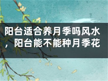 阳台适合养月季吗风水，阳台能不能种月季花