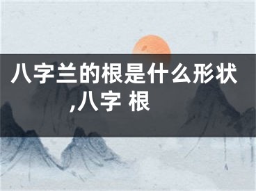 八字兰的根是什么形状,八字 根