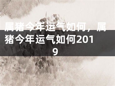 属猪今年运气如何，属猪今年运气如何2019