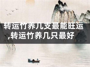 转运竹养几支最能旺运,转运竹养几只最好