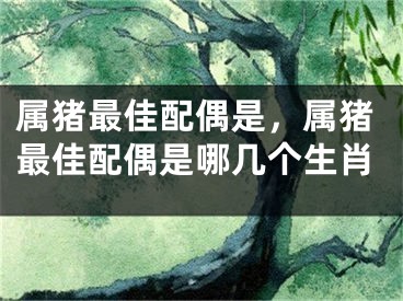 属猪最佳配偶是,属猪最佳配偶是哪几个生肖
