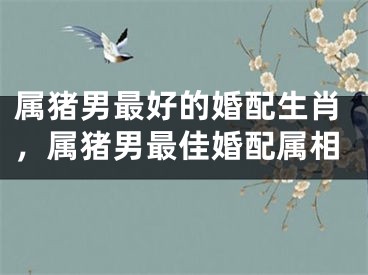 属猪男最好的婚配生肖,属猪男最佳婚配属相