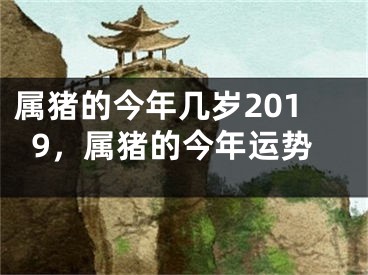 属猪的今年几岁2019，属猪的今年运势