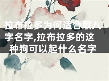 拉布拉多为何适合取八字名字,拉布拉多的这种狗可以起什么名字