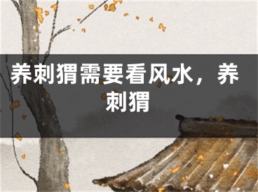 养刺猬需要看风水,养刺猬