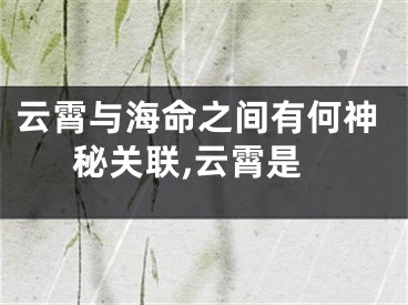 云霄与海命之间有何神秘关联,云霄是