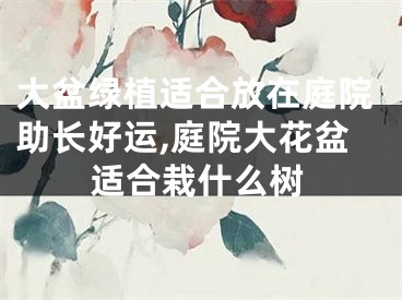大盆绿植适合放在庭院助长好运,庭院大花盆适合栽什么树
