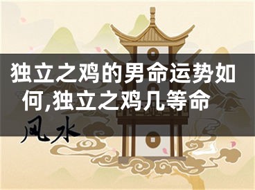 独立之鸡的男命运势如何,独立之鸡几等命
