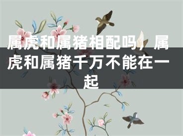 属虎和属猪相配吗，属虎和属猪千万不能在一起